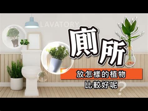 廁所植物擺放|【廁所這樣擺花，讓你呼吸好空氣！】 